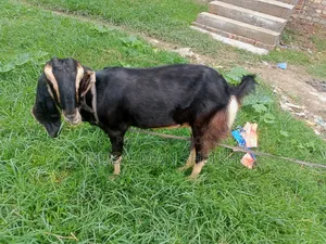 A Beautiful Haryana Cross Goat