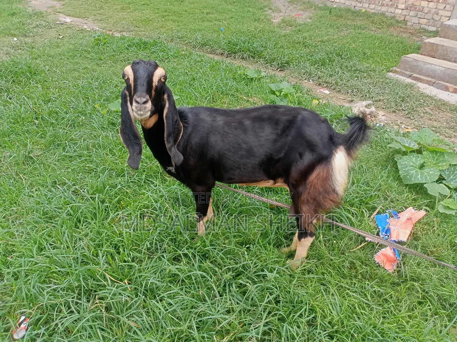 A Beautiful Haryana Cross Goat