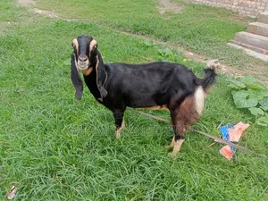 A Beautiful Haryana Cross Goat