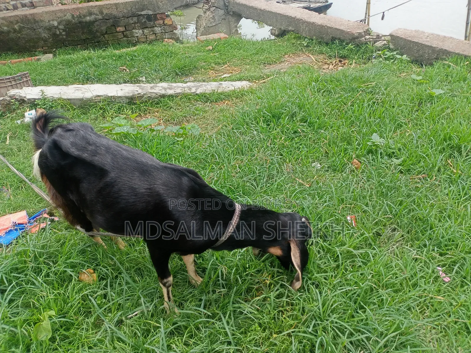 A Beautiful Haryana Cross Goat