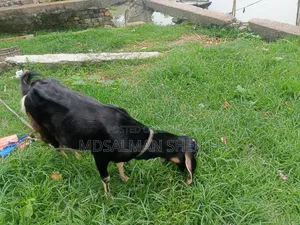 A Beautiful Haryana Cross Goat