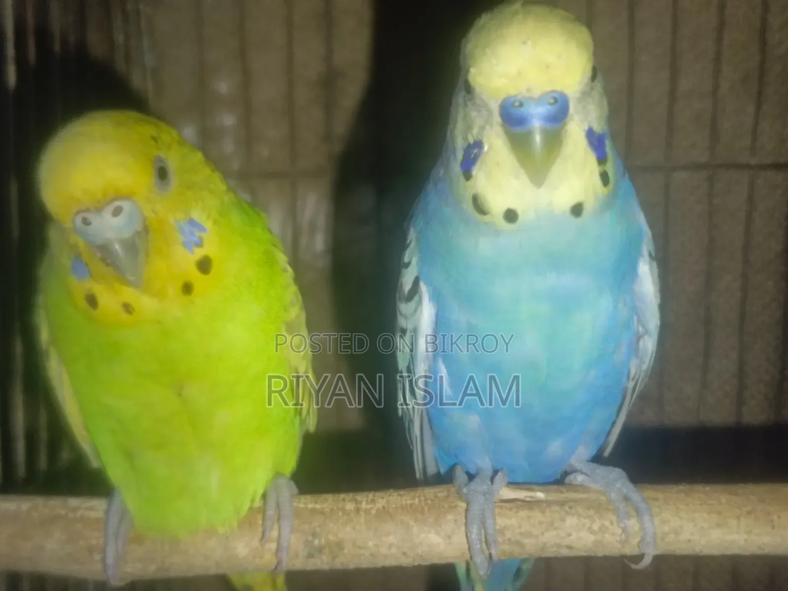 Budgerigar bird for sale, Budgerigar Bird for Sale Adult