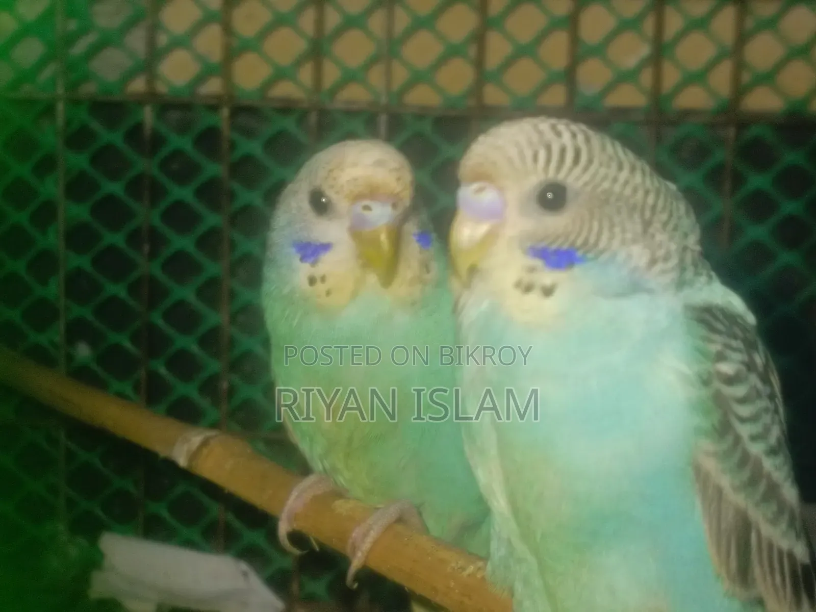 Budgerigar bird for sale, Budgerigar Bird for Sale Adult