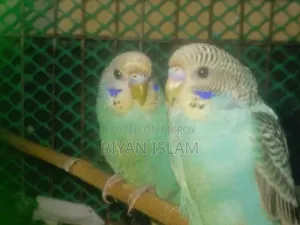 Budgerigar bird for sale, Budgerigar Bird for Sale Adult