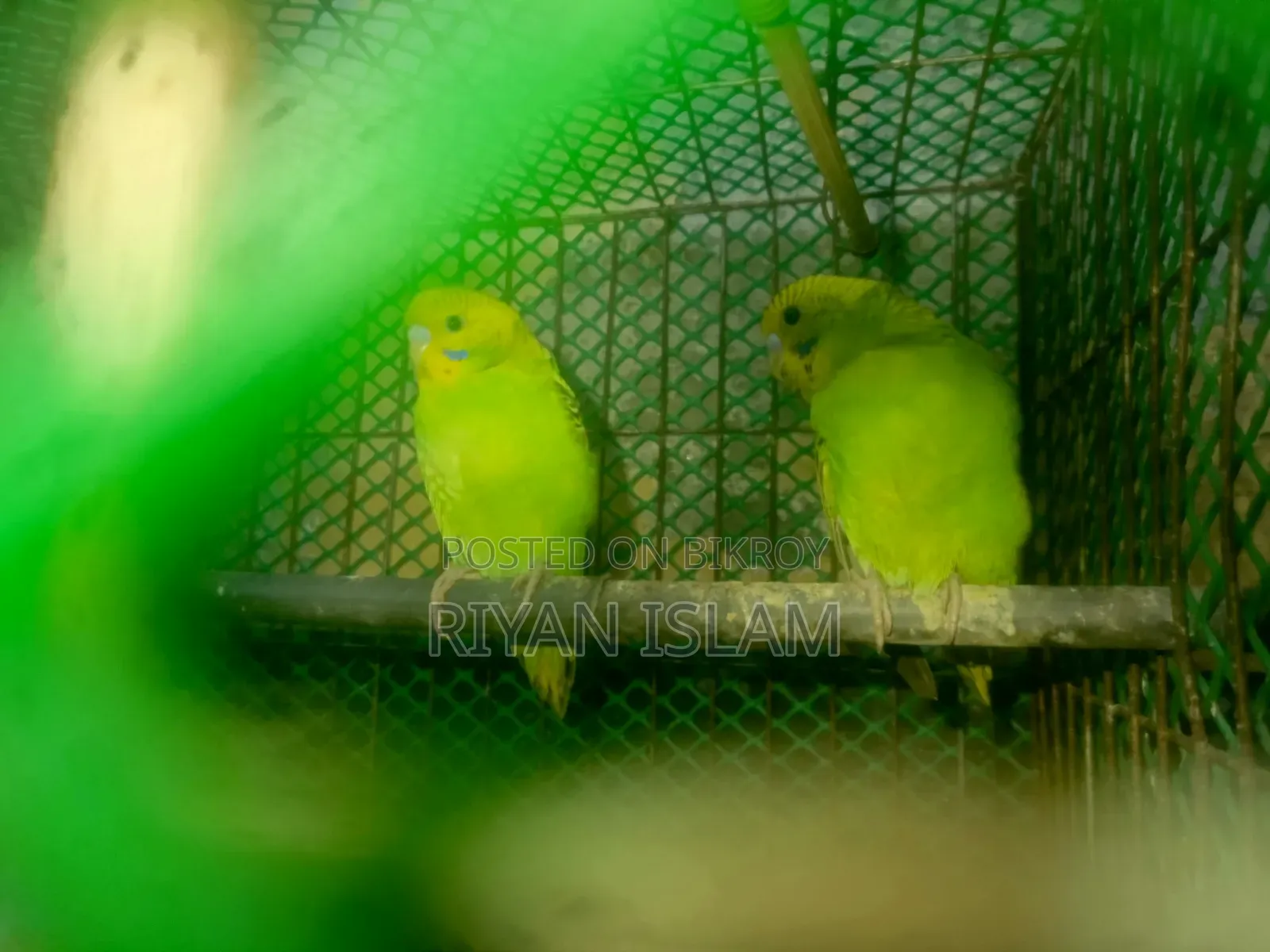 Budgerigar bird for sale, Budgerigar Bird for Sale Adult