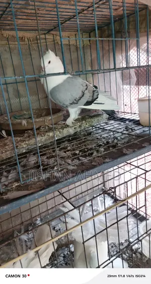 Beautiful Pair of Satin Pigeons