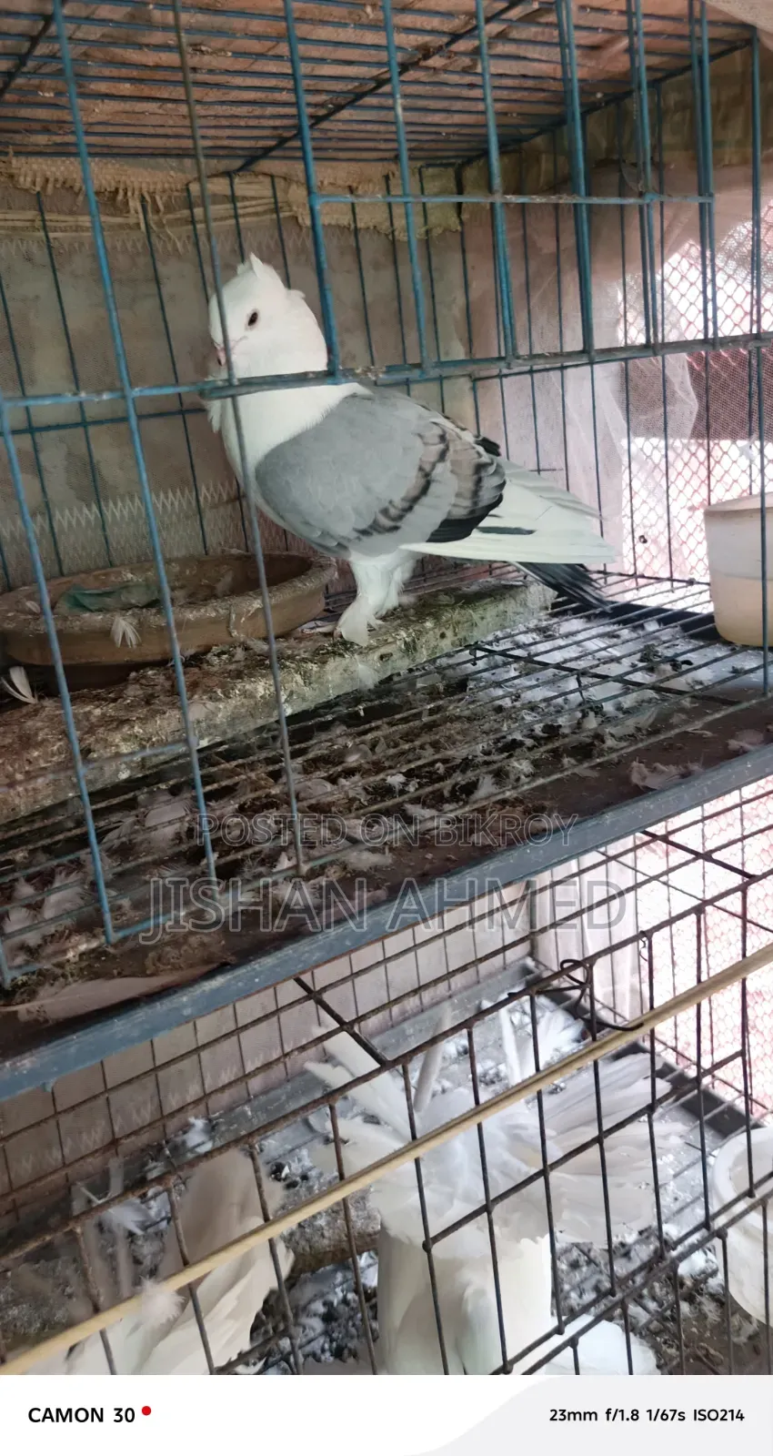 Beautiful Pair of Satin Pigeons