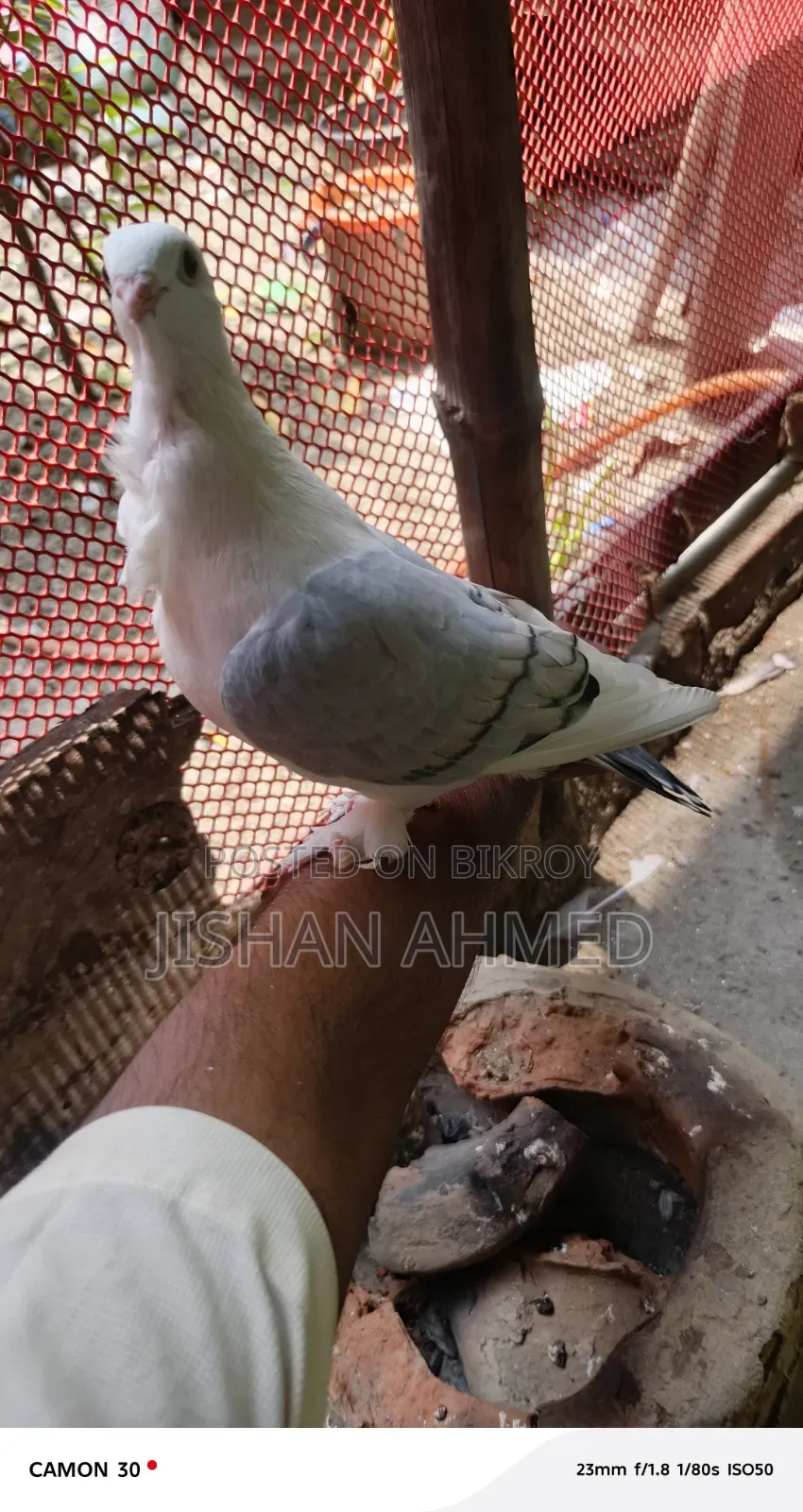 Beautiful Pair of Satin Pigeons