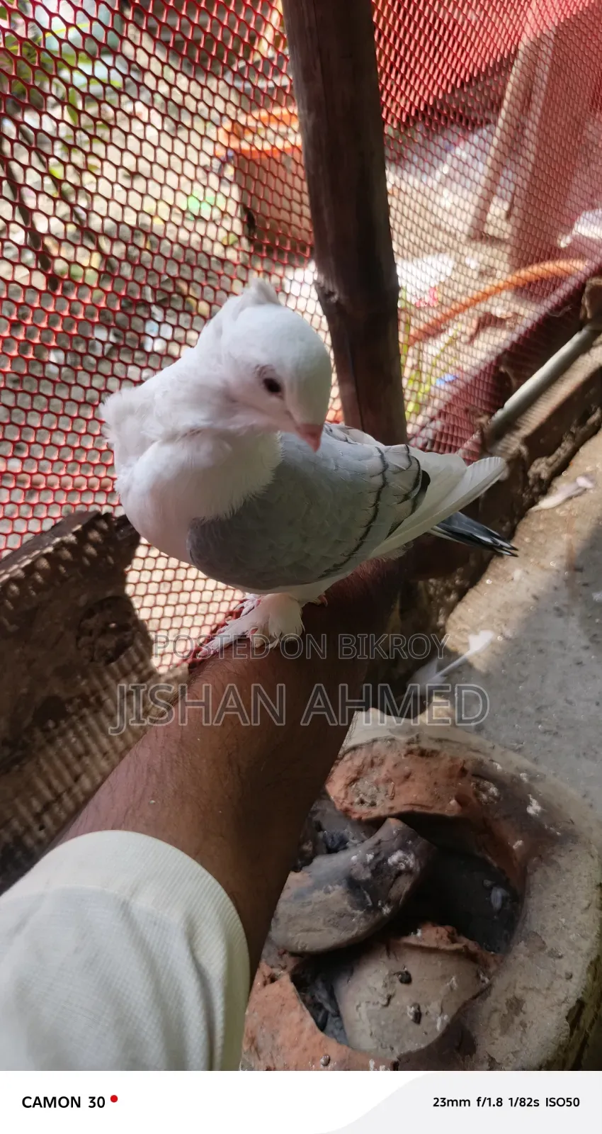 Beautiful Pair of Satin Pigeons
