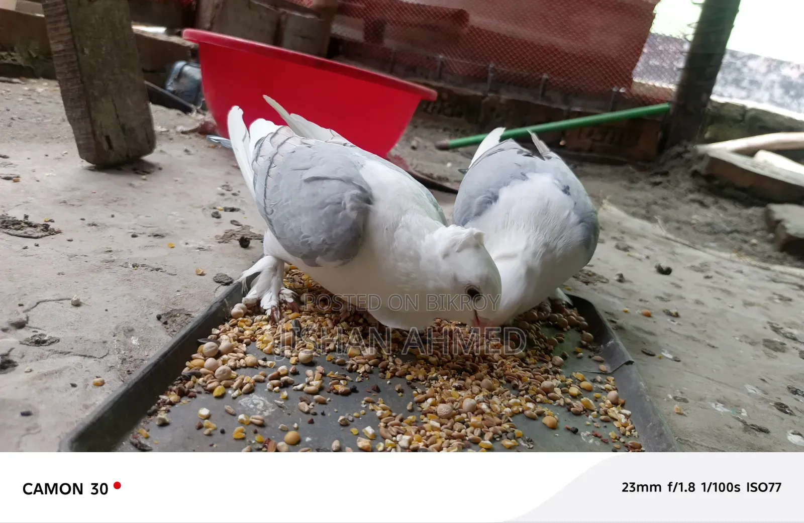 Beautiful Pair of Satin Pigeons