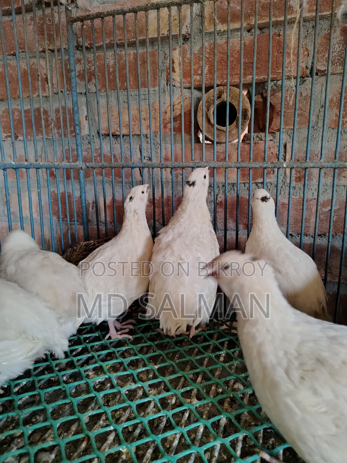 ইউরোপিয়ান জায়েন্ট কটনিক্স এর বীজ ডিম