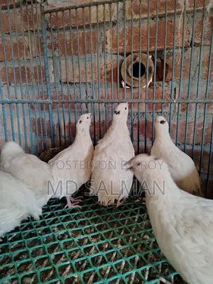 ইউরোপিয়ান জায়েন্ট কটনিক্স এর বীজ ডিম