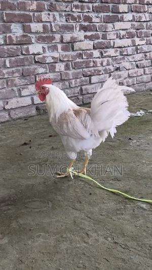 পাহাড়ি ব্রিডার মোরগ