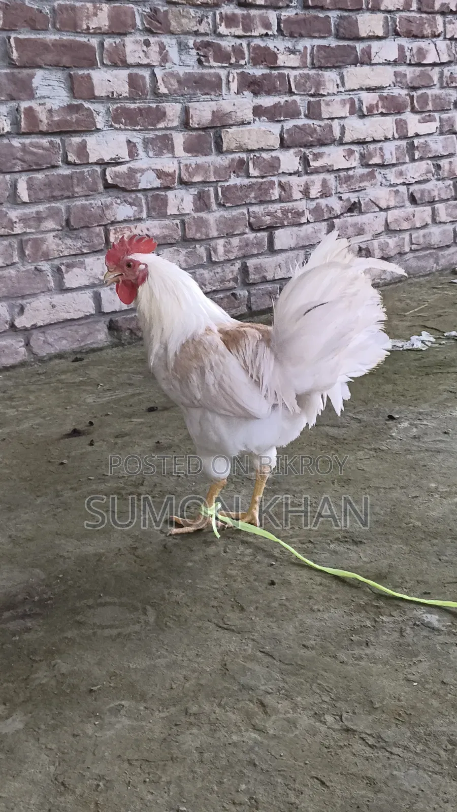 পাহাড়ি ব্রিডার মোরগ
