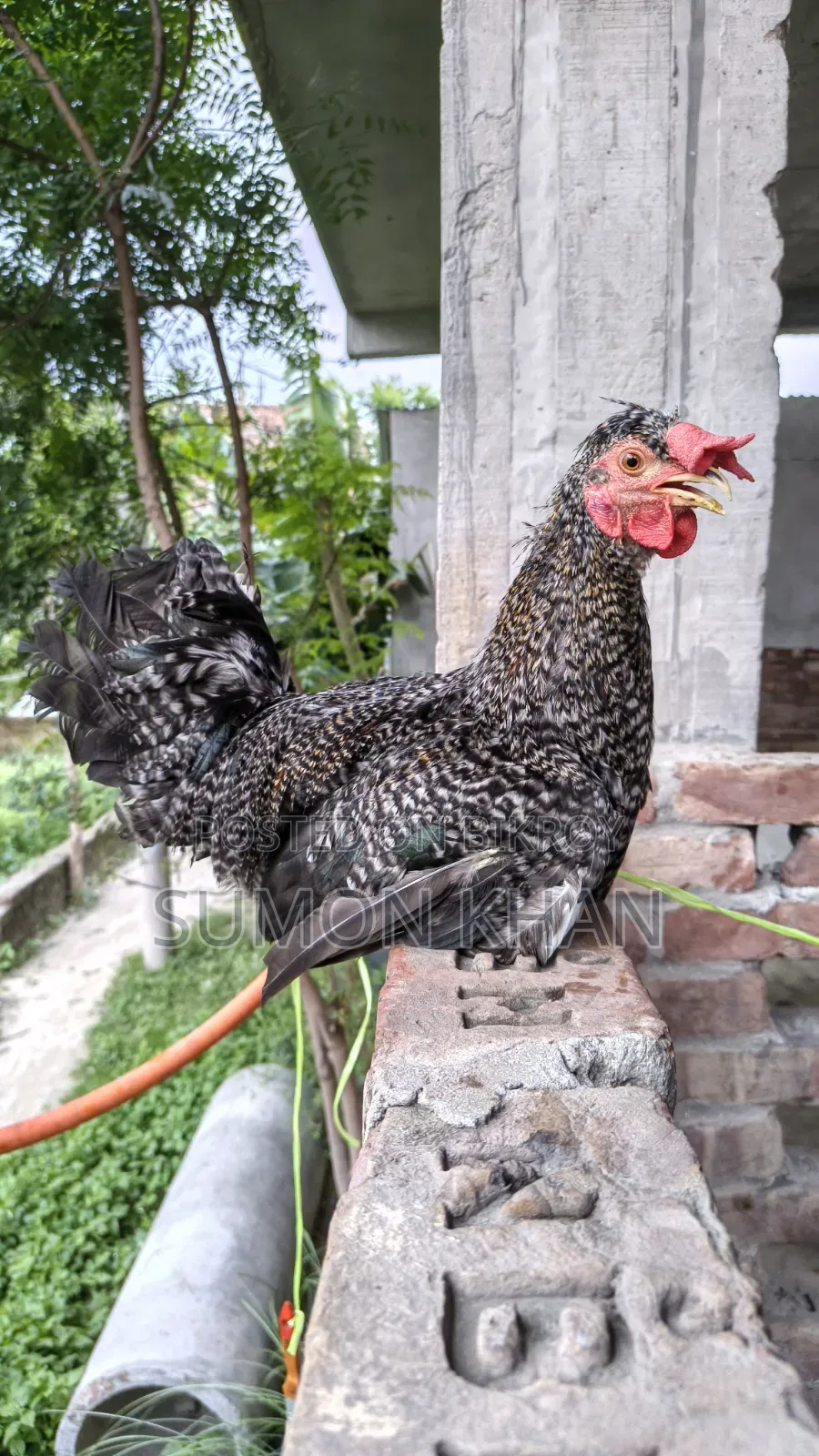 পাহাড়ি ব্রিডার মোরগ
