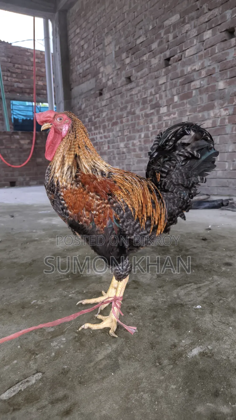 পাহাড়ি ব্রিডার মোরগ