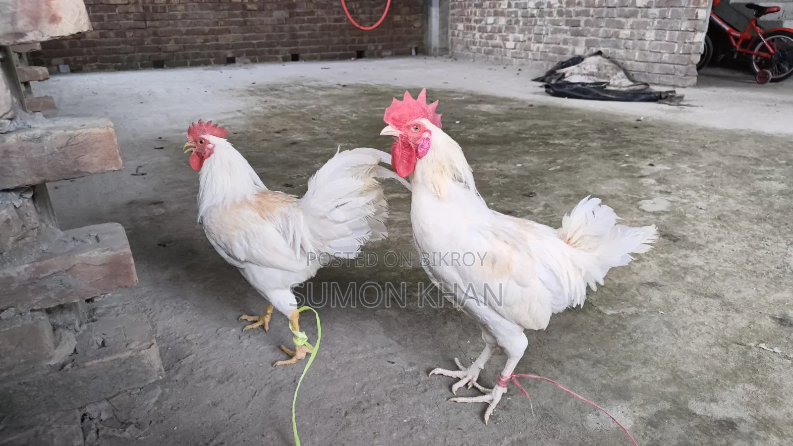 পাহাড়ি ব্রিডার মোরগ