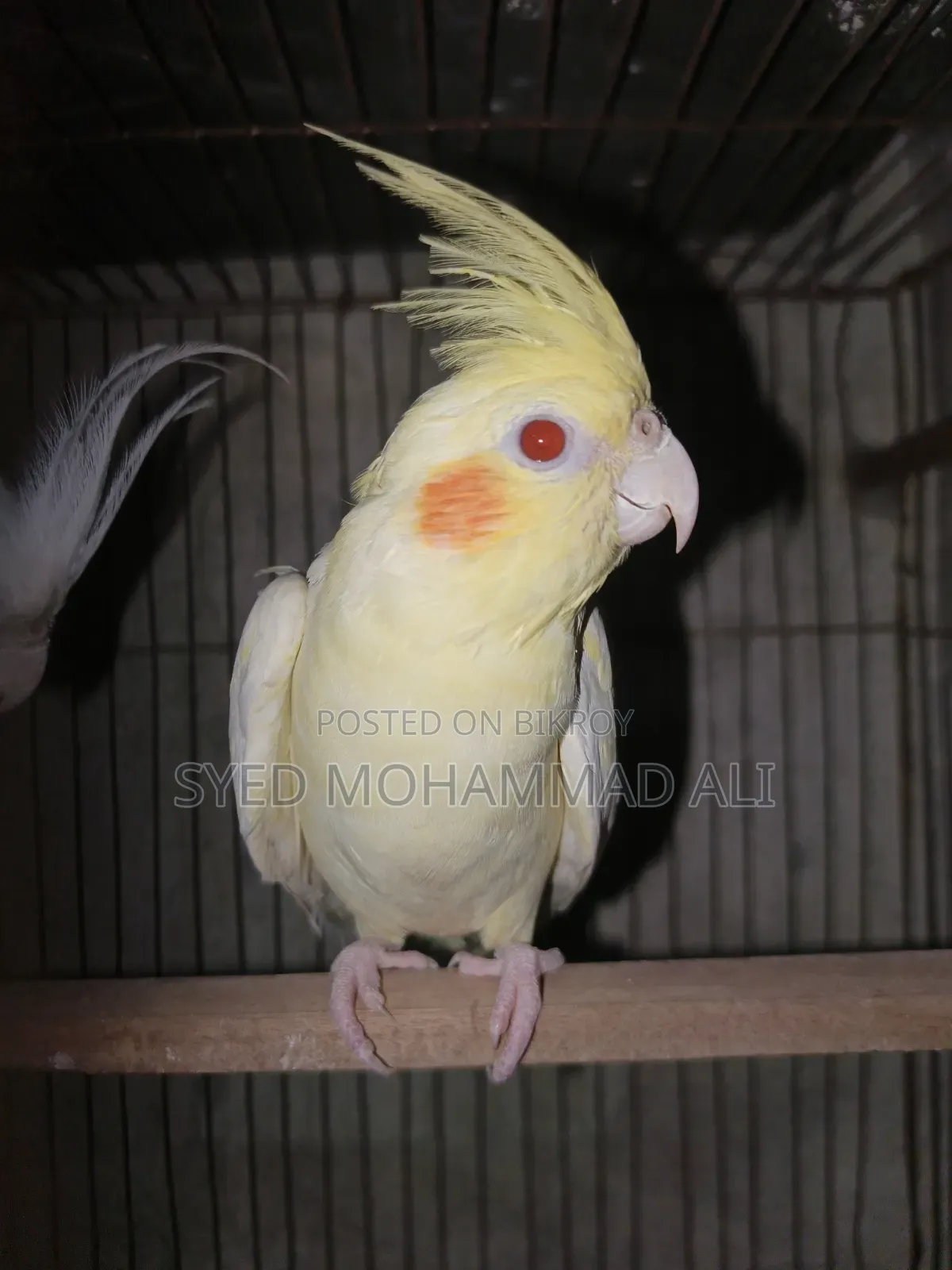 Lutino Pearl Female Cockatiel