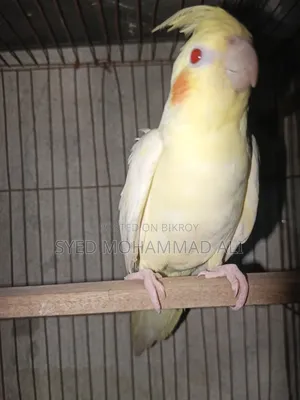 Lutino Pearl Female Cockatiel
