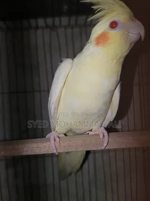 Lutino Pearl Female Cockatiel