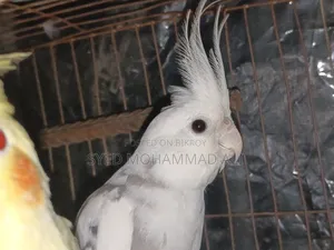 Pied Cockatiel Male