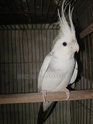 পাইড কোকাটেল মেল