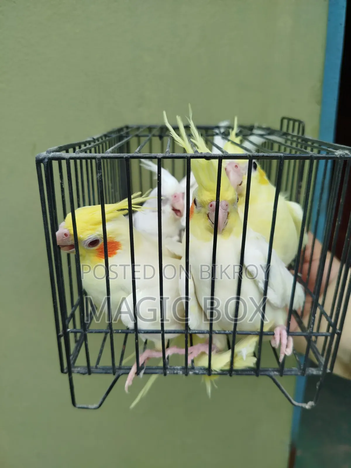 Cockatiel Birds