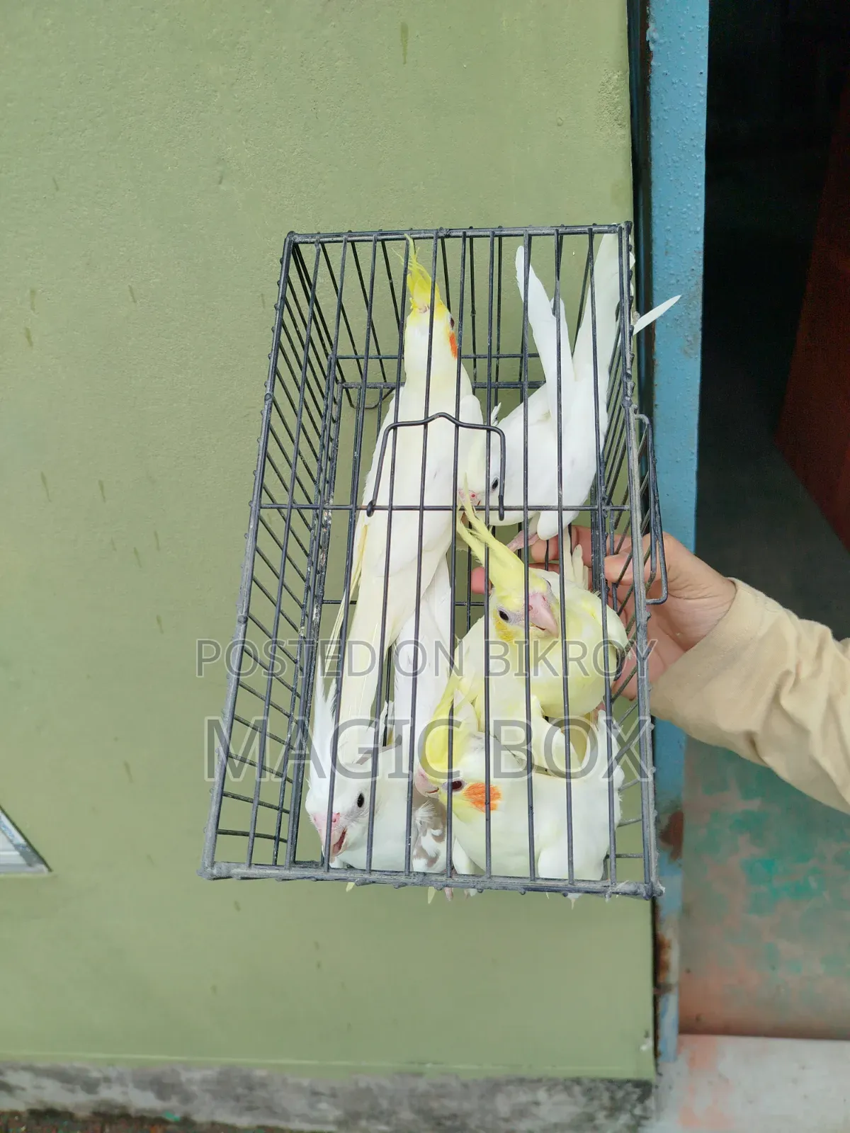 Cockatiel Birds
