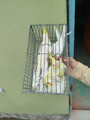 Cockatiel Birds