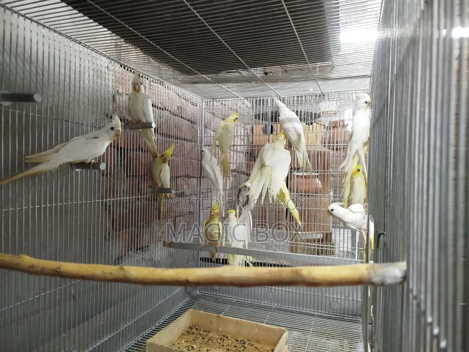 Cockatiel Birds