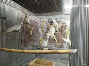Cockatiel Birds