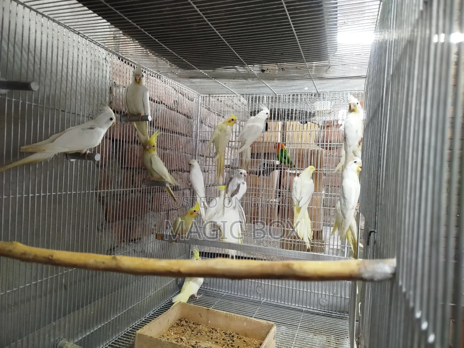 Cockatiel Birds