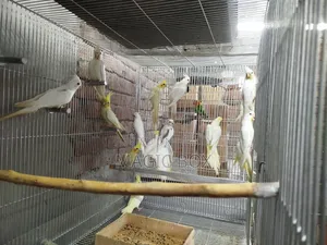 Cockatiel Birds