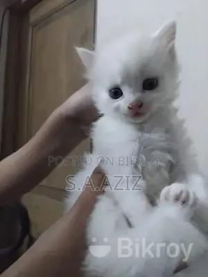0-1 Month Male Purebred Persian