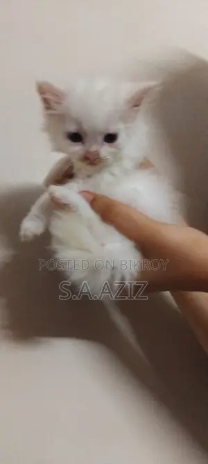 0-1 Month Male Purebred Persian