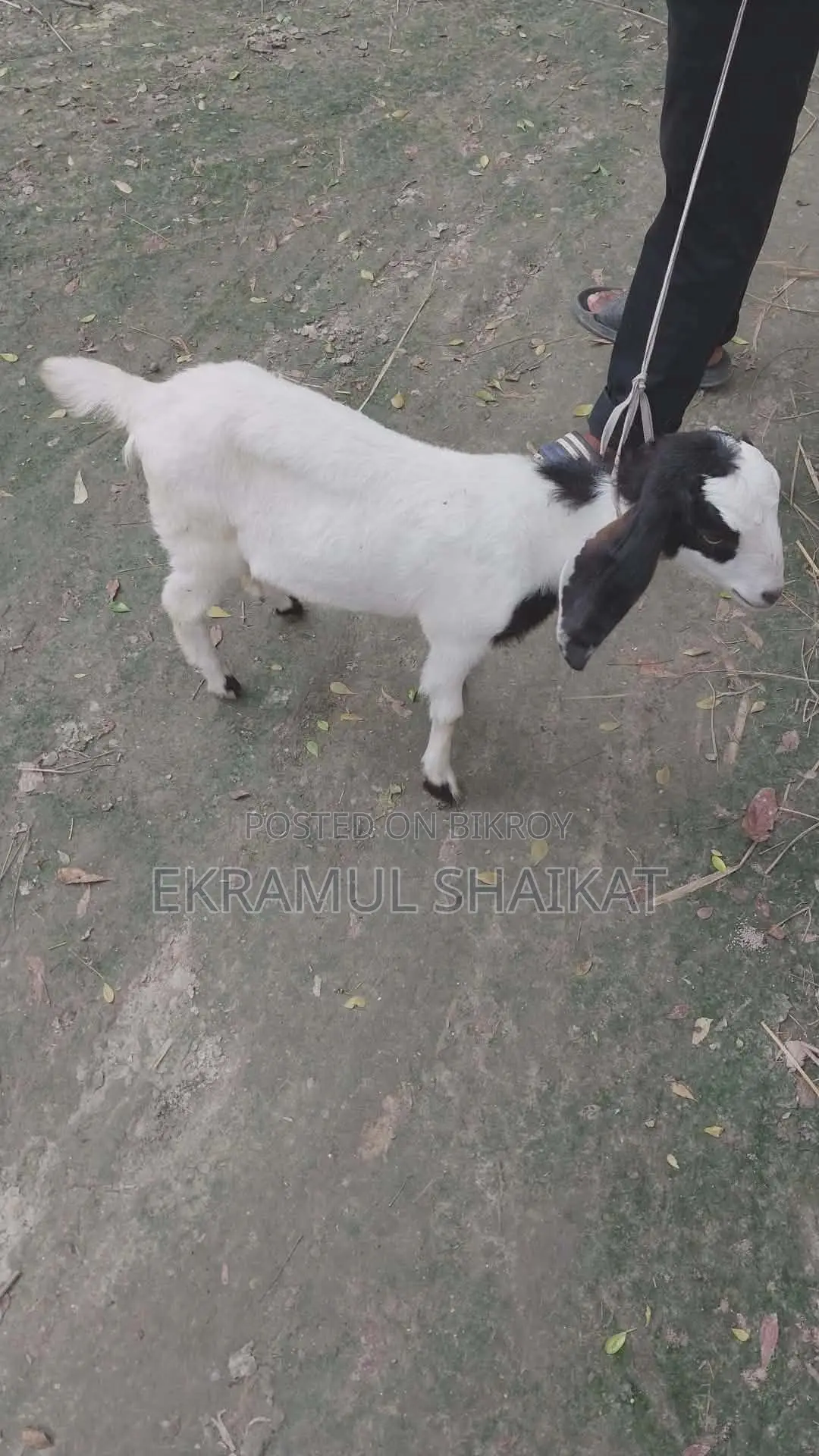 Goat kids