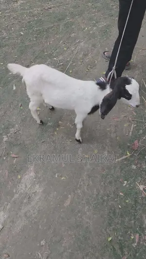 Goat kids