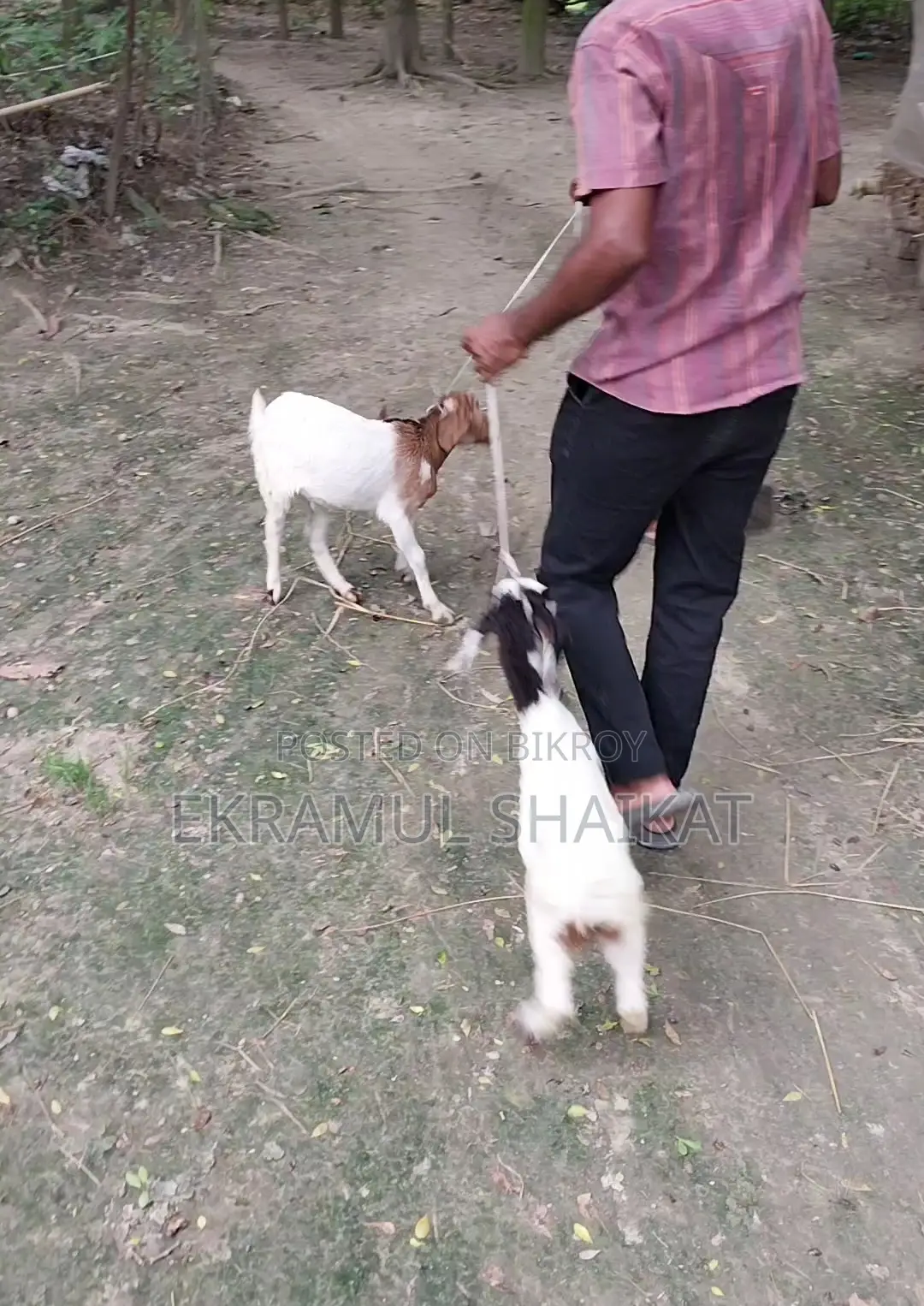 Goat kids