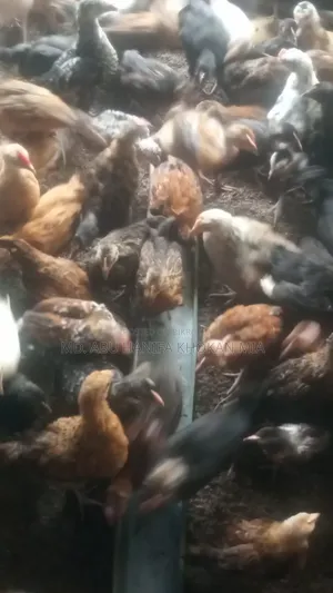 দেশি মুরগির বাচ্ছা