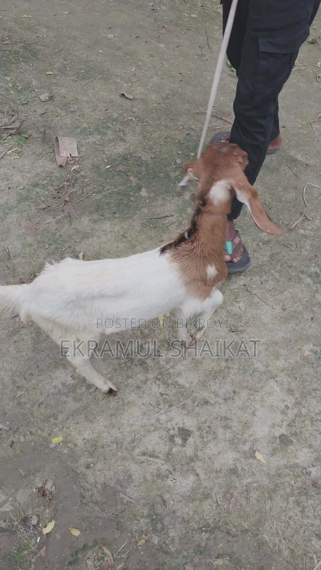 Goat kids