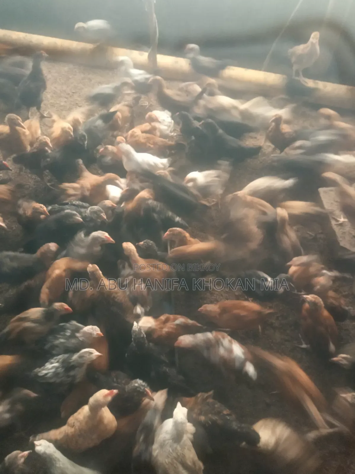 দেশি মুরগির বাচ্ছা