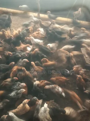 দেশি মুরগির বাচ্ছা