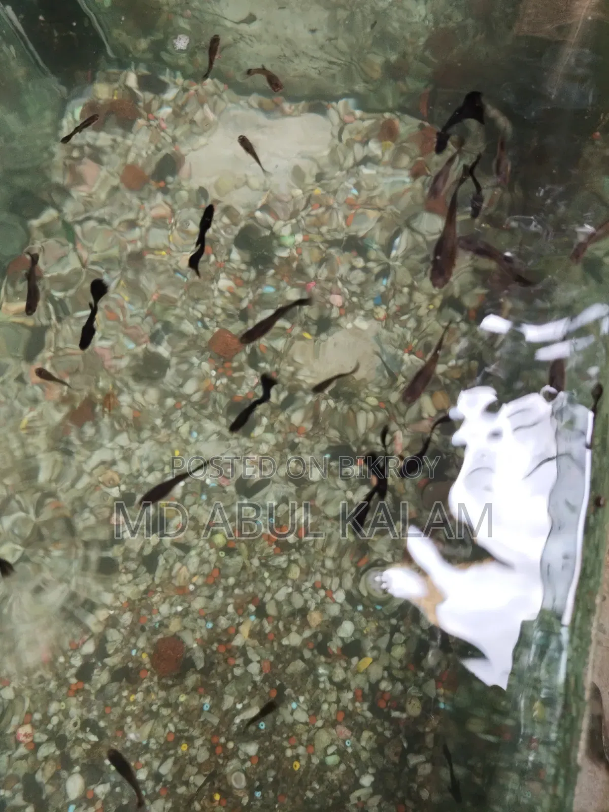 Black Moscow Guppy
