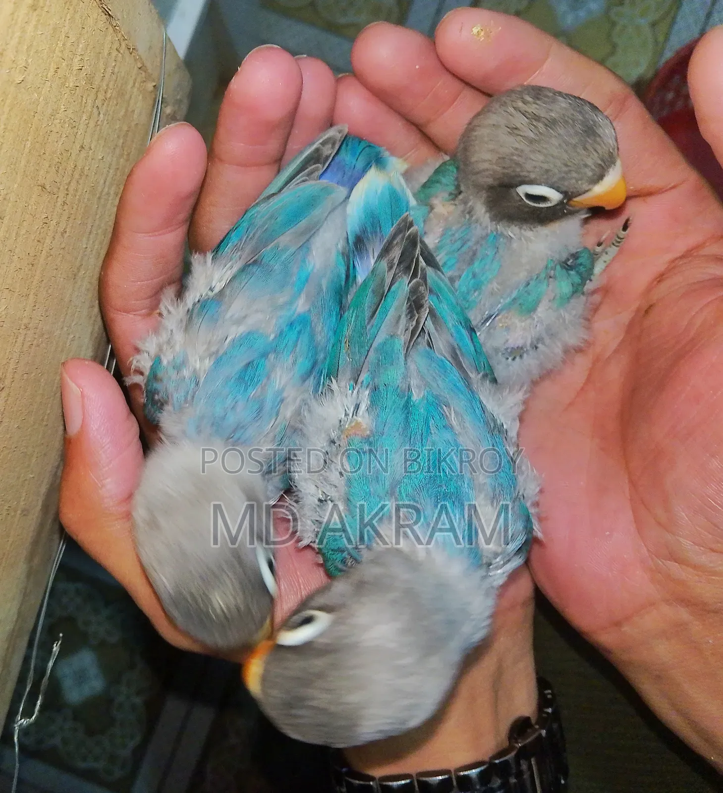 Blue Masked Tem Size Bby