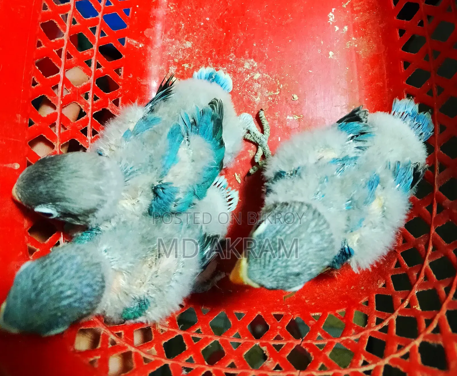 Blue Masked Tem Size Bby