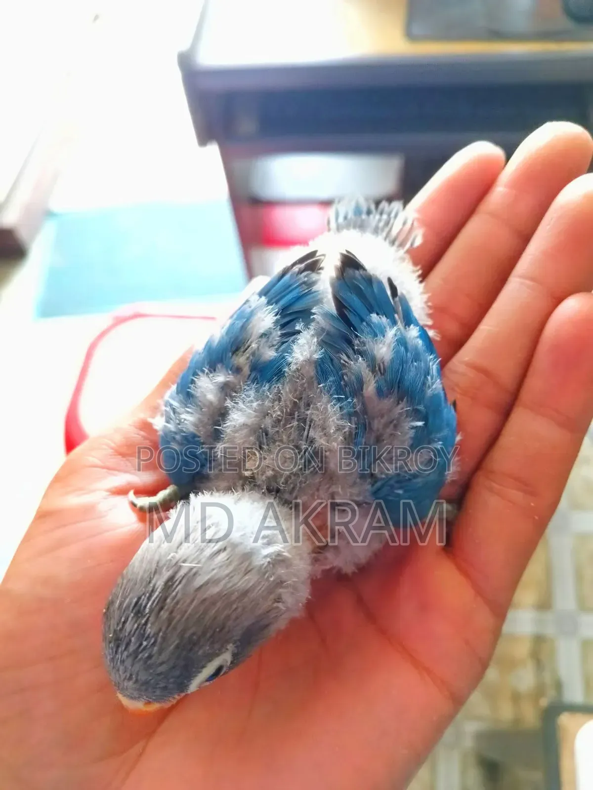 Blue Masked Tem Size Bby