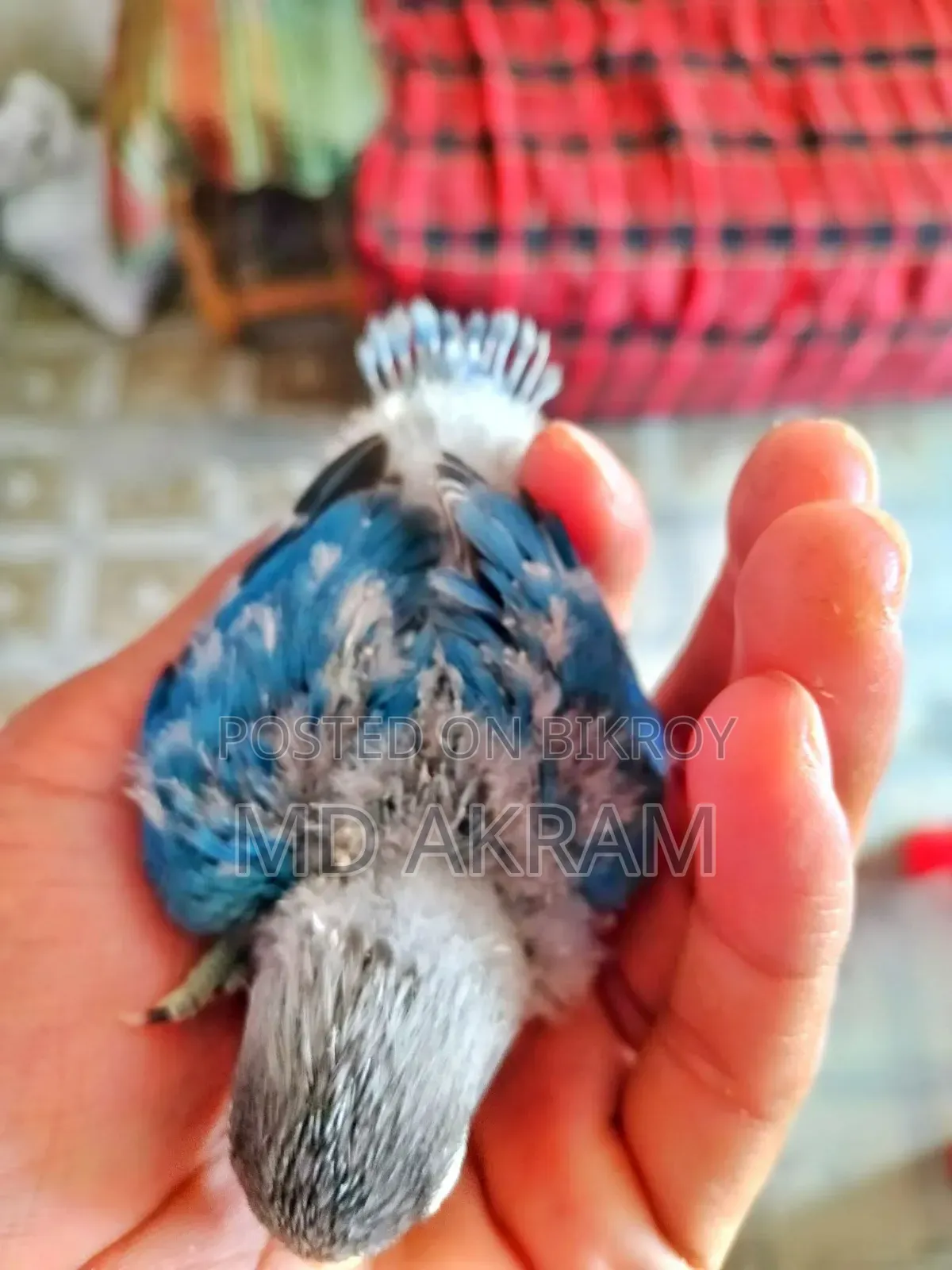 Blue Masked Tem Size Bby