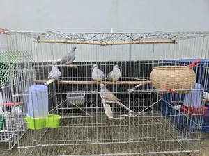 ৫ পিস ডায়মন্ড ডাভ