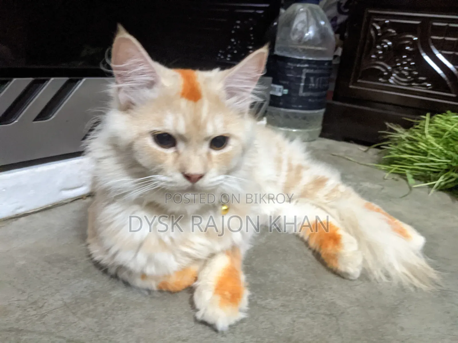 3-6 Months Male Mixed Breed European Burmese
