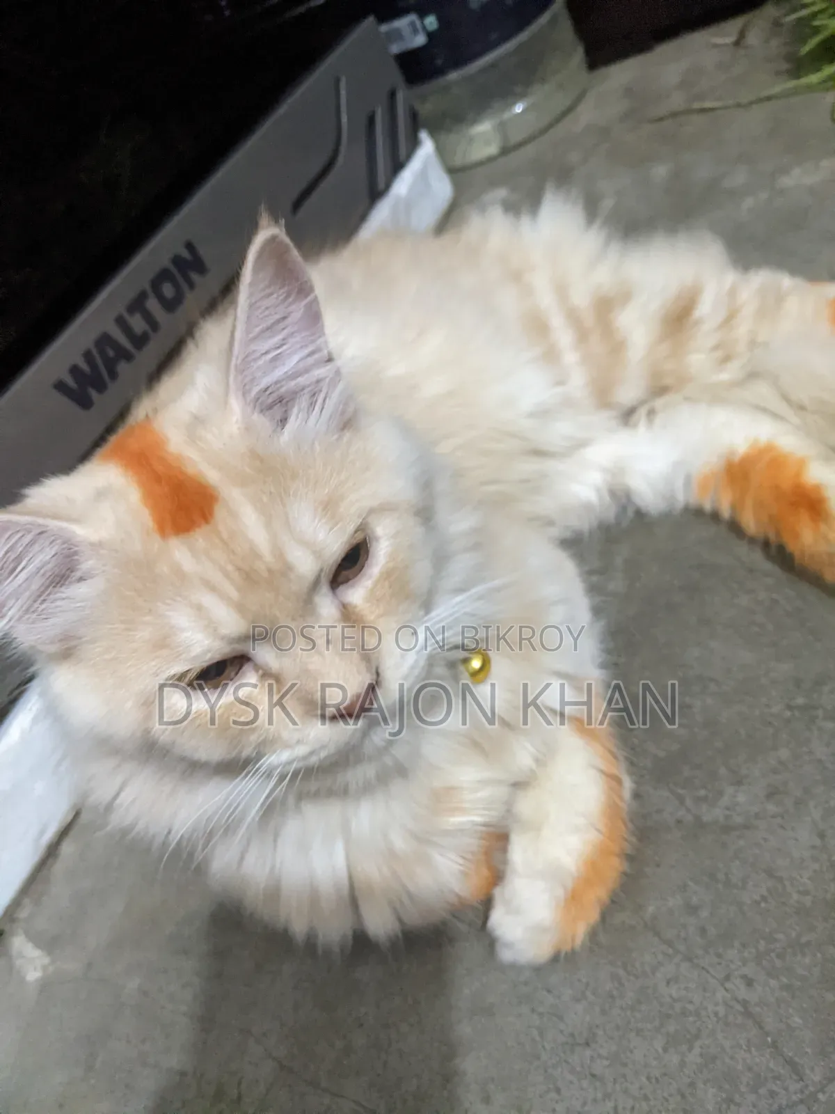 3-6 Months Male Mixed Breed European Burmese